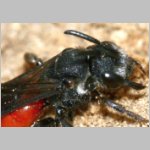 Sphecodes albilabris - Blutbiene 16b 13mm.jpg